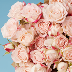 10 Pink Roses from Kenya