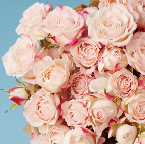 10 Pink Roses from Kenya